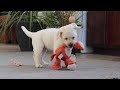 Labrador Retriever dogs for sale: Sonya - Video 1