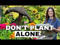Don’t Plant Zinnias Alone: How to Create a Fuller Garden That Blooms Longer