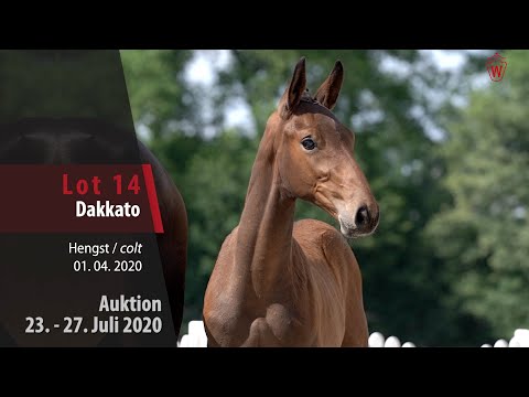 Westfälische Online Auktion 23. - 27. Juli: Lot 14 Dakkato Hengst v. Diamant de Semilly - Lord Pezi