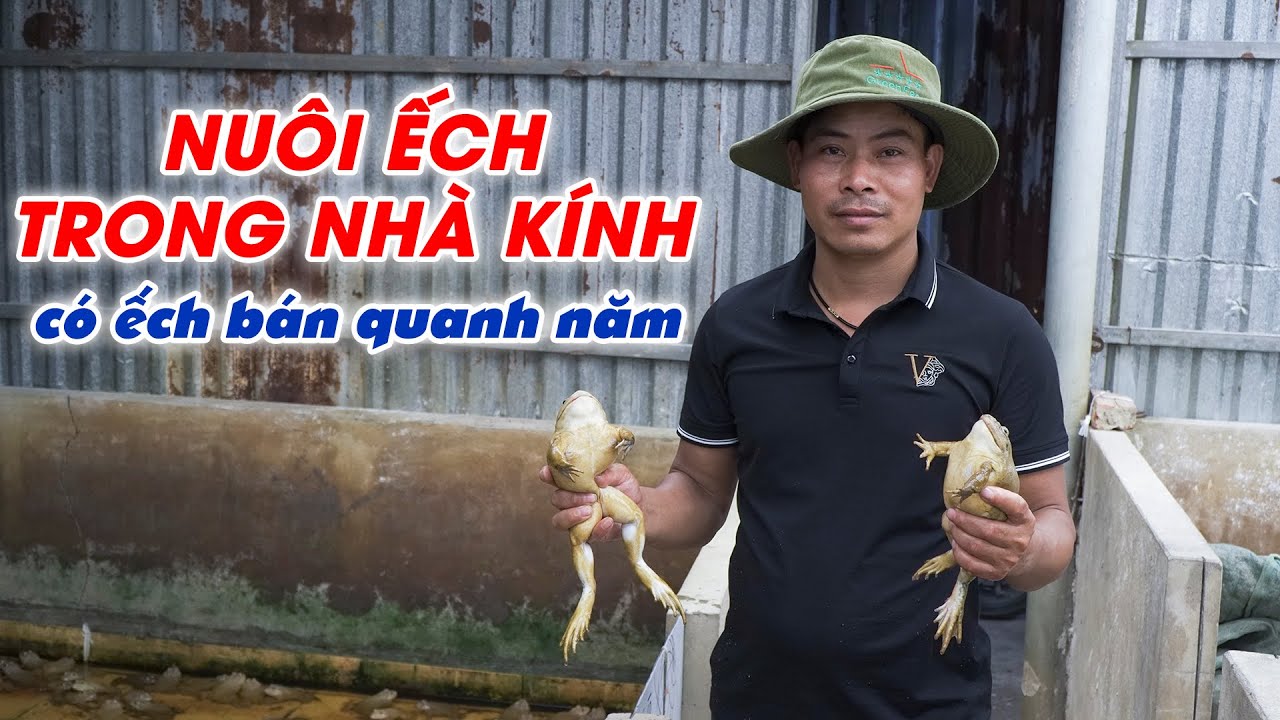 Độc đáo với mô hình nuôi ếch trong nhà kính kết hợp nuôi trong vèo lưới
