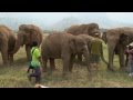 Trumpet With The Elephants ElephantNews
