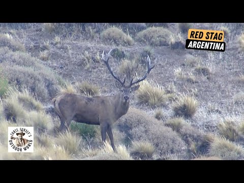 Awesome Hunt for 2 Free Range Red Stags in Patagonia