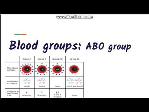 Blood grouping : ABO blood group system