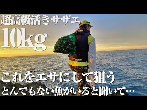 【TSURIHACK TV × がまかつ】イシダイコラボ