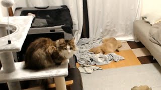 愛猫ドルちと会話する呼吸ちゃん【2023/01/15】