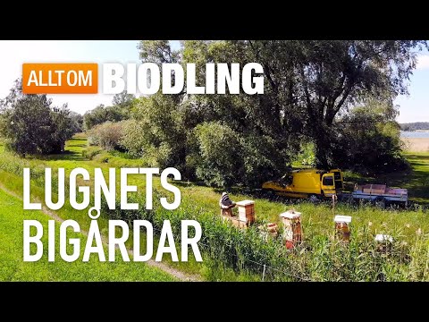 Lugnets Bigårdar - Ekologisk Biodling i Sörmland
