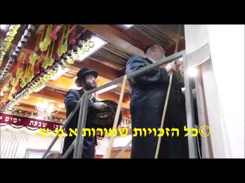 Belz Rebbe Putting Schach On his Sukkah In Preparartion For Sukkos 5783