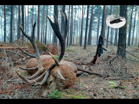 Red stag hunting - great morning and 7,3kg stag down