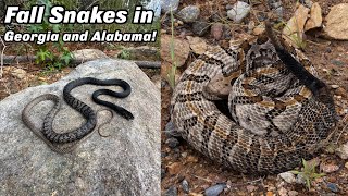 Download Lagu Fall Herping Has Been Crazy.....Rattlesnakes, Stunning Coachwhip, and More! Thumbnail