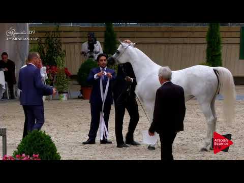 39 NOFT AL NAYFAT - Best in show female Deauville 2017