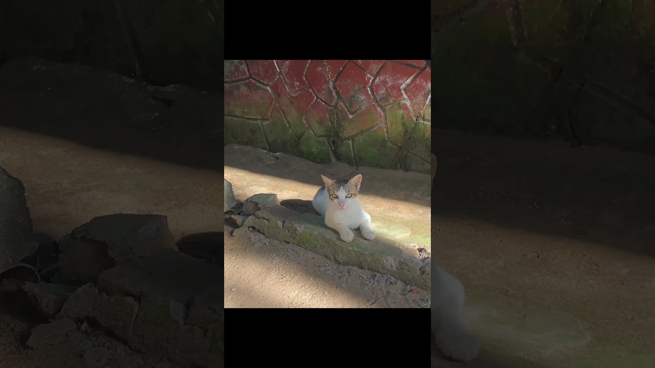 Cute cat