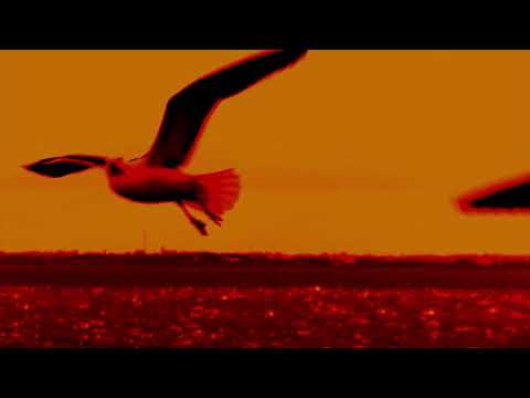 Seagull Hazard - Everyone I Used To Know (Audio)