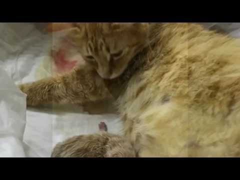 Video di organismo di vermi Dove prendere unanalisi del sangue su Ufa lyambliya
