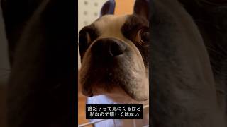 お出迎えしたら想定と違った人間がいた時の犬の反応 #ボストンテリア
