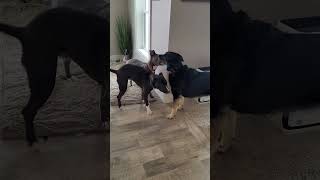 Video preview image #1 Mutt Puppy For Sale in Coralville, IA, USA