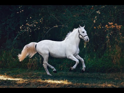 Som efeito cavalo correndo/Running horse sound effect