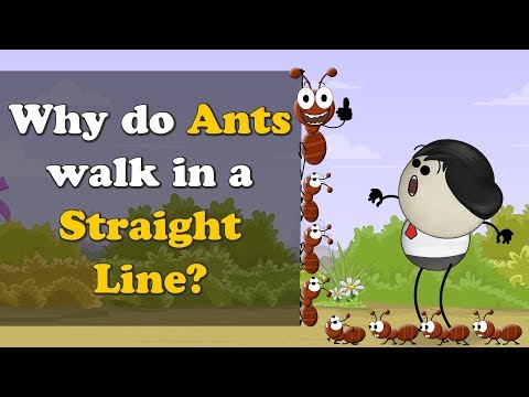 Why do Ants walk in a Straight Line? | #aumsum