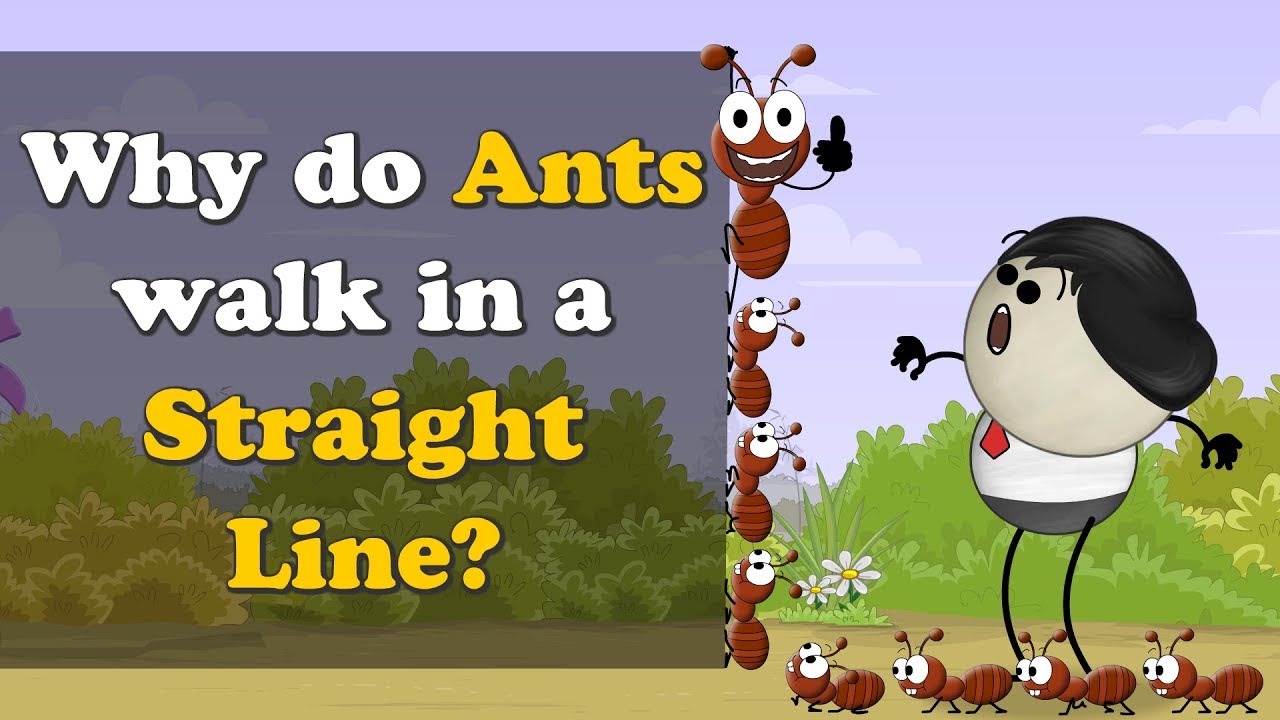 Why do Ants walk in a Straight Line? + more videos | #aumsum #kids #science #education #children