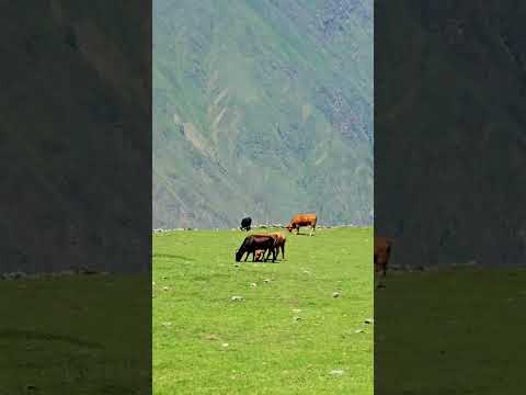 Campo Grande las higueras Iruya salta Argentina