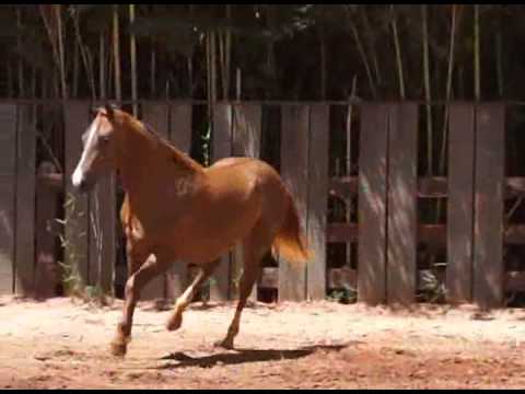 Lote 11   Dondi Aristocrat 1