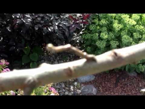 Twig caterpillar Peppered moth