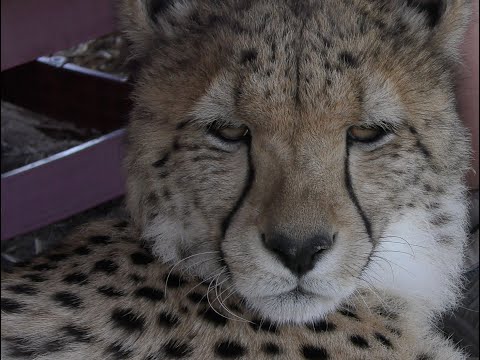 Saving the Cheetah - Destination Conservation