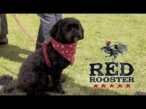 The RED ROOSTER festival promo 2018 (ft Eli 'Paperboy' Reed) BOPFLIX