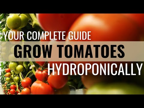 Video: How to Easily Grow Tomatoes in Hydroponics