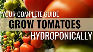 Thumbnail for video: How to Easily Grow Tomatoes in Hydroponics
