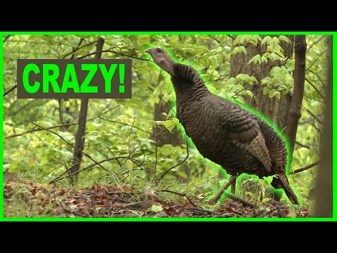 Crazy!!! | RARE VIDEO of a GOBBLING HEN Turkey