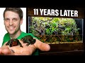 Fire-Bellied Toads 11 Years Later - An Emotional Journey