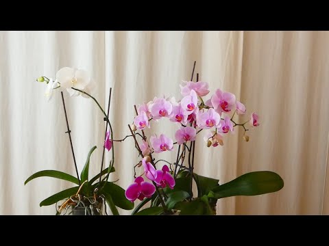 , title : 'Consigli per orchidee bellissime'