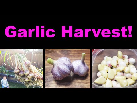 How To Grow Garlic Indoors Anytime Anywhere