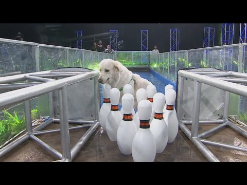 Especial Perros - Programa 26/02/16