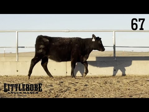 🚀 Lot 67 – Growth, Efficiency & Carcass Merit | Littlerobe Angus Ranch | Selling March 22!
