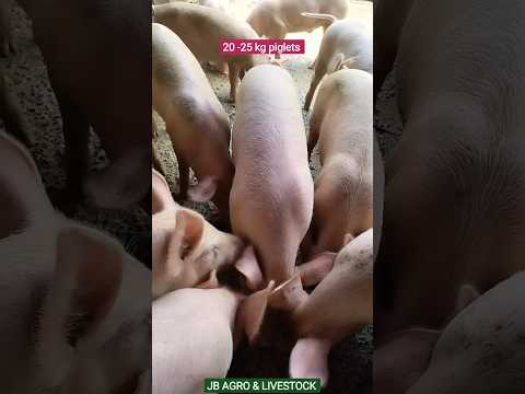 60 day - 75 day piglet, large white yorkshire piglets