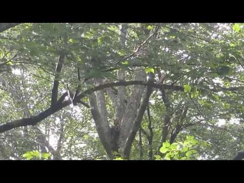 Pair of Red Tail Hawks at nest