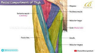 Medial Compartment of the Thigh Cadaveric Anatomy 🦴 Adductors, Obturator Nerve USMLE Step 1