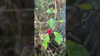 Foraging walk