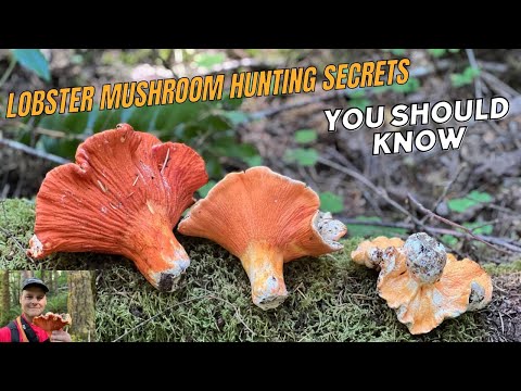 Mushroom Hunting Tips - Lobster Mushroom Secrets You Should Know