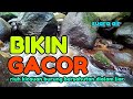 BIKIN GACOR Riuh Kicauan Burung Bersahutan Suara Air Terapi Burung Cepat Gacor