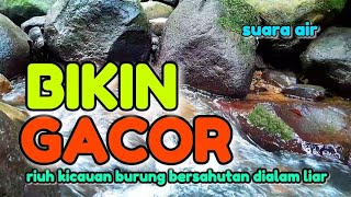 Download lagu BIKIN GACOR, riuh kicauan burung bersahutan, suara air terapi burung cepat gacor mp3