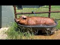 Summertime Fun At Cleveland Amory Black Beauty Ranch
