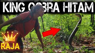 Download lagu LARGE BLACK KING COBRA FOUND IN RUBBER PLANTATION | part 1 mp3 Download lagu LARGE BLACK KING COBRA FOUND IN RUBBER PLANTATION | part 1 mp3