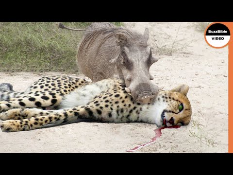 Warthog is More Powerful Than Cheetahs , And Here is The Proof