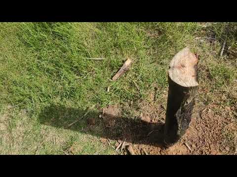 Oceanía del Polonio 6 de abril de 2025_5