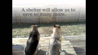 Misty Eyes Animal Shelter