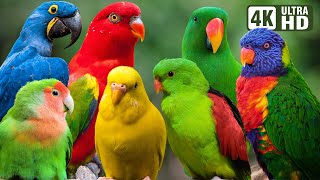 MOST BEAUTIFUL PARROTS | COLORFUL BIRDS | RELAXING SOUNDS | STUNNING NATURE | STRESS RELIEF