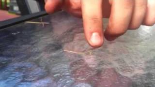 Inch worm in the making