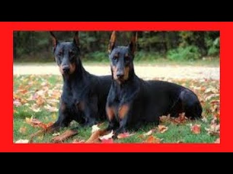 ? kako znati je li moj DOBERMAN ČIST,? kako znati je li moj doberman original, puppy, baby1